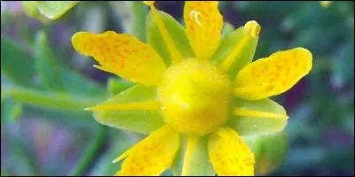 L'archichlamydée est une plante dicotylédone apétale.
