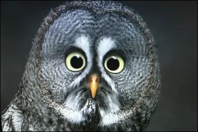 Quelle est la chouette de Ginny ?