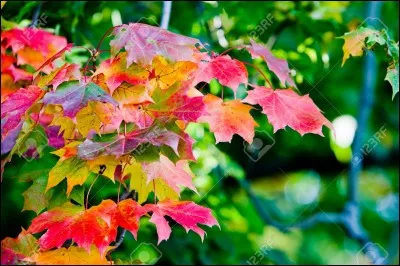 Rouge violacé teinté de fuchsine.