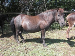 Quiz Galop 1