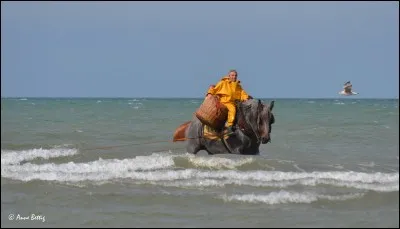 De retour de vacances, j'ai rencontré ces pêcheurs d'un autre temps sur les plages du Nord. Que prennent-ils dans leurs filets ?