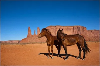 Puis cap vers l'Ouest pour découvrir les mustangs.