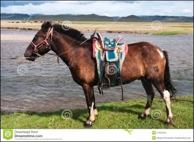 Sur un petit cheval mongol, j'ai chassé le loup avec :
