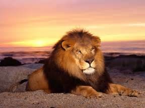 Quiz Lions