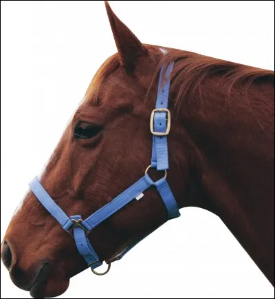 A quoi faut-il faire attention quand on met le licol à un cheval ?