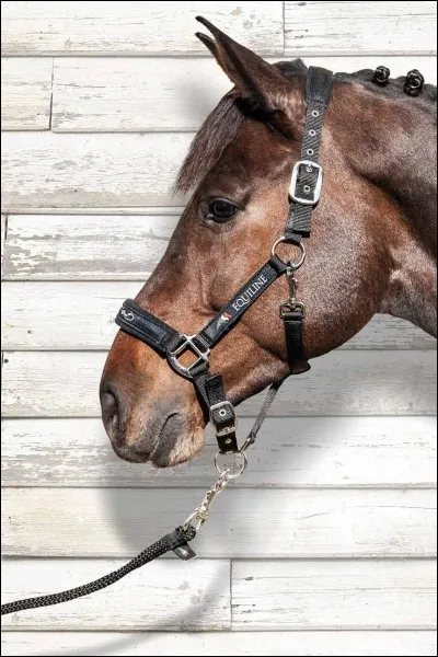 Comment bien tenir un cheval en longe ?