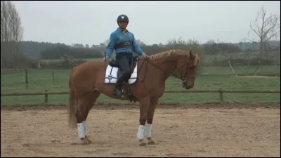Pour ralentir un cheval il faut ...