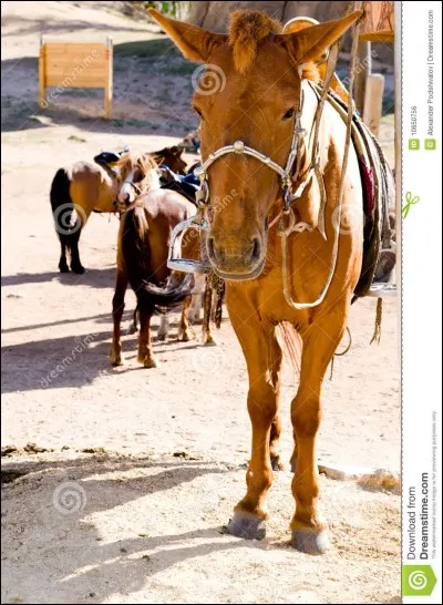 Pour bien approcher un cheval attaché il faut ...