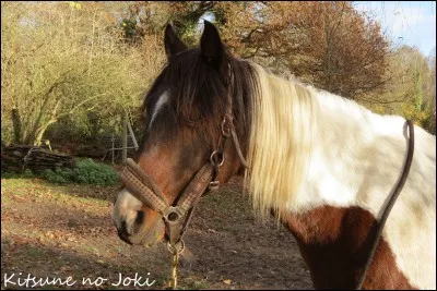 Ce licol est-il bien mis ?