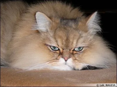 Où peut-on trouver du ''poil de chat'' ailleurs que sur l'animal ou sur vos vêtements ?