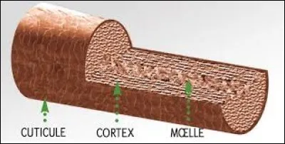 De quoi est composé majoritairement un poil ?