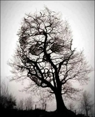 À quel Dieu grec lié à la mort est dédié l'aulne ?