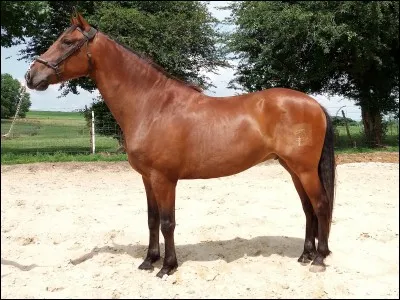 Quelle est la robe de ce cheval ?