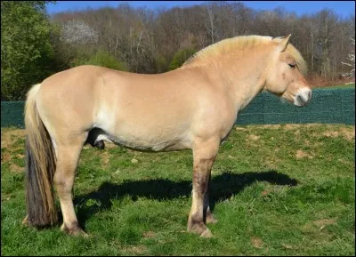Quelle est la race de ce cheval ?