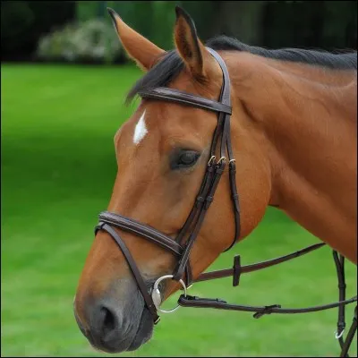 À quoi sert le filet ?