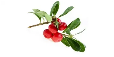 A quelle famille appartient la busserole ?