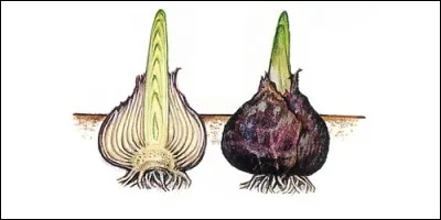 La tulipe possède un bulbe.