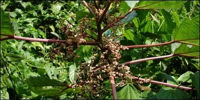 Quel adjectif correspond à cette définition : "Qui porte des baies" ?