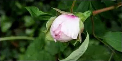En botanique, le bouton est la racine d'une plante.