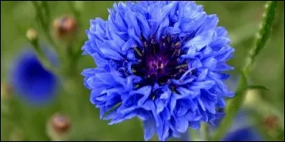 Comment s'appelle cette fleur, une espèce de centaurée ?