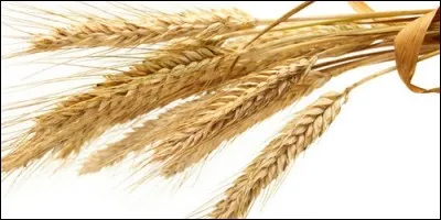 Le blé fait partie de la famille des Poacées.