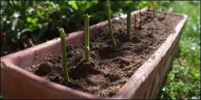 Quel mot correspond à cette définition : "Branche d'un arbre ou d'une plante vivace que l'on sépare de la tige et qui, étant plantée en terre, y prend racine" ?