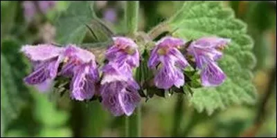 Comment se nomme cette plante ?