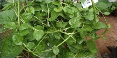 Quel est l'autre nom de la baselle ?