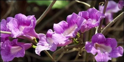 Le calebassier et le campsis appartiennent à la famille des :