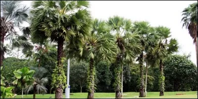 Le borassus est un genre de palmiers natifs des régions tropicales :
