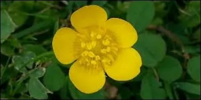 Quel est l'autre nom de la renoncule ?