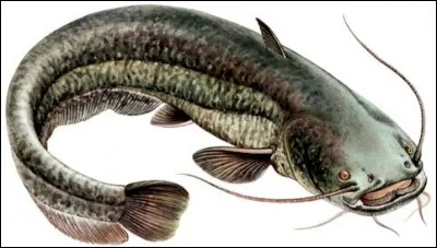 Quel est le nom de ce poisson ?