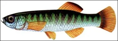 Où vit ce poisson ?