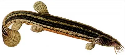 Quel est le nom de ce poisson ?