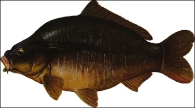 Quel est le nom de ce poisson ?