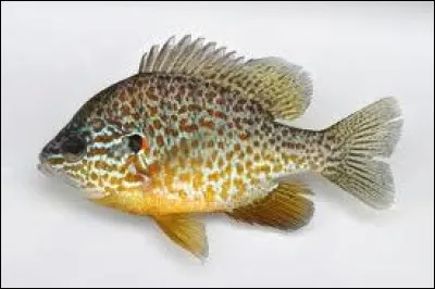 Ce poisson est-il un poisson d'aquarium ?