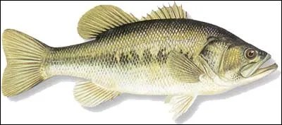 Quel est le nom de ce poisson ?