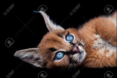 Cet animal s'appelle :