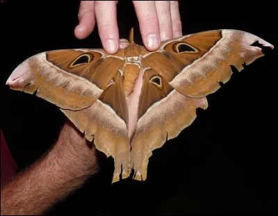 Combien de centimètres fait-il ?