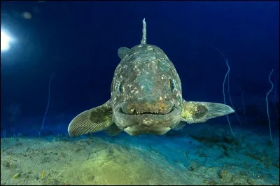 Le clacanthe est vieux de :