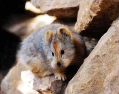 Comment a été surnommé l'ili pika ?