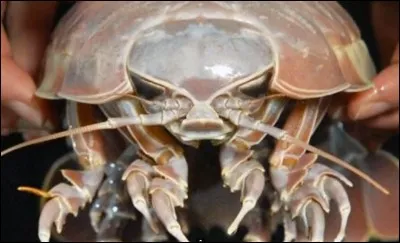 Le bathynome géant vit dans :