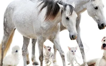 Quiz Animaux