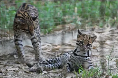 Charles Aznavour chanta une chanson appelée : Les Deux Pigeons !