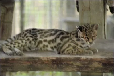 Tennessee Williams est l'auteur de la pièce de théâtre "La Chatte sur un toit Brûlant" !