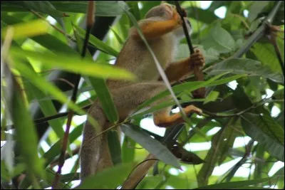 C'est Eugène Delacroix qui a dit : L'homme est un animal sociable qui déteste ses semblables !
