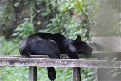 Dans les années 60, Alan Price faisait partie du groupe The Animals !