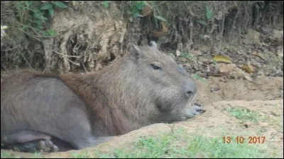 C'est Rimsky Korsakov qui composa "Le Carnaval des Animaux" !