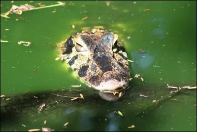 "Faire un boeuf" signifie préparer un boeuf bourguignon !