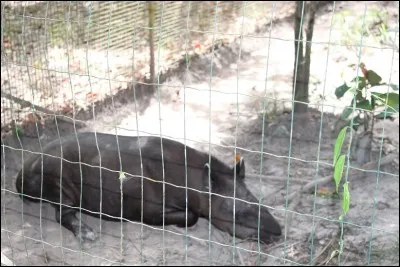 Une marchandise démodée, ou un objet sans valeur, est appelée rossignol !